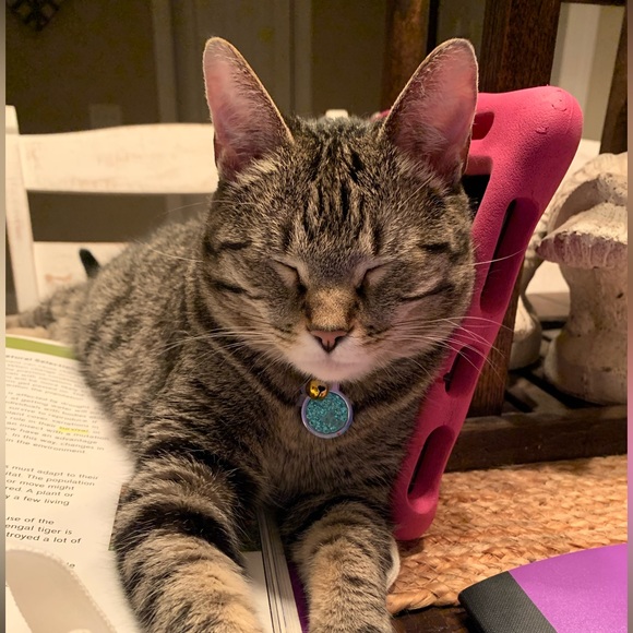 Meet your Posher, Addie - Picture 2 of 4